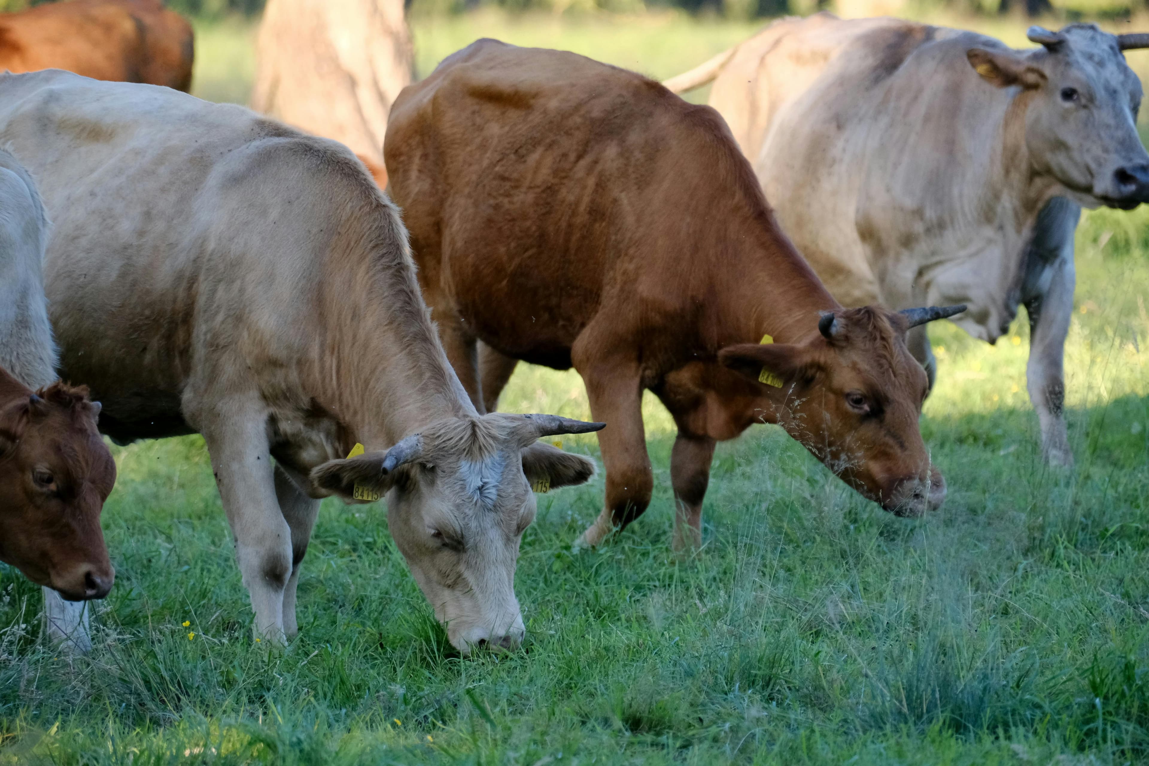Cattle grazing on natural Free State veld, Khatleng Farms