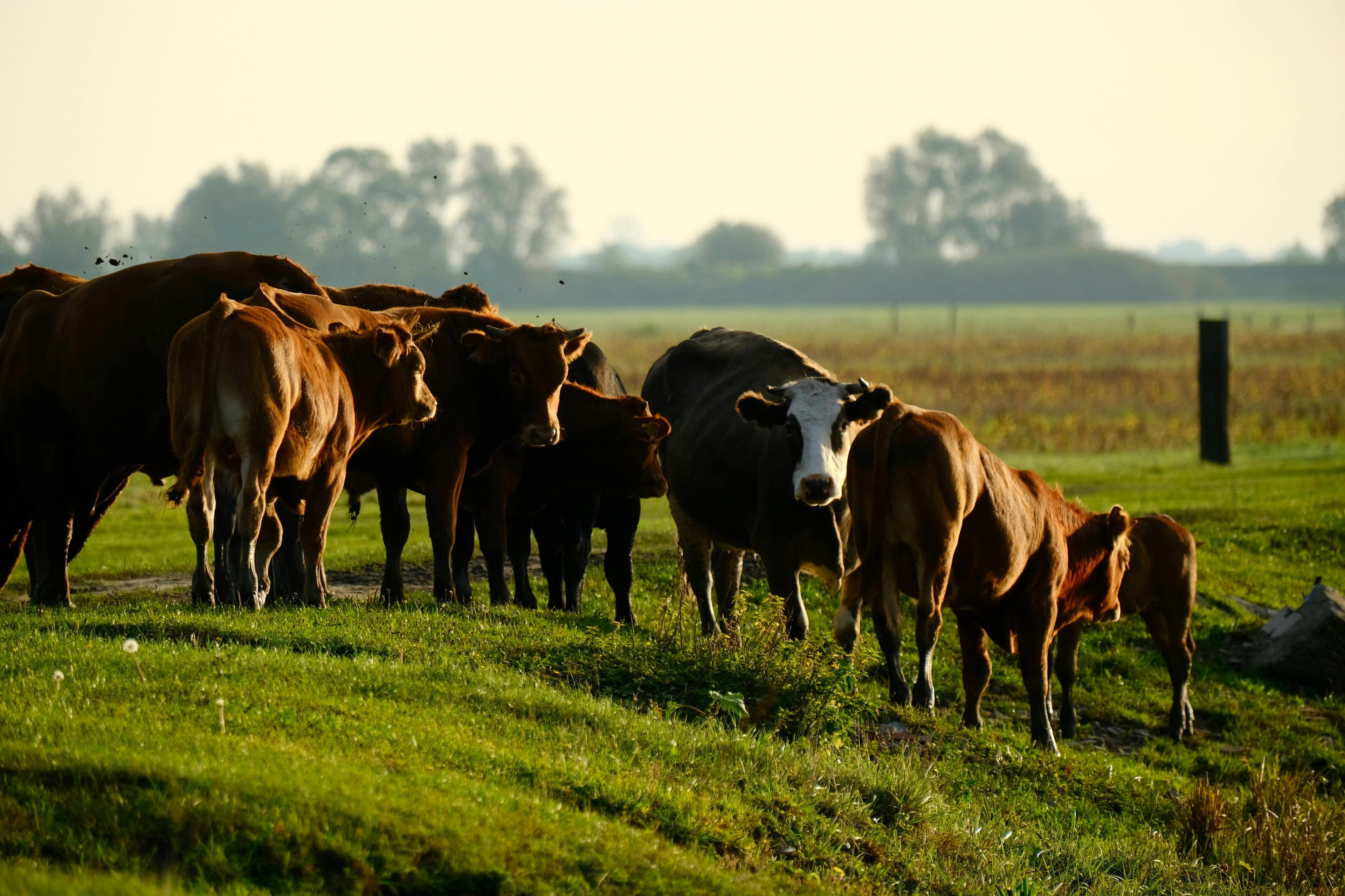 Cattle herd in the Free State veld