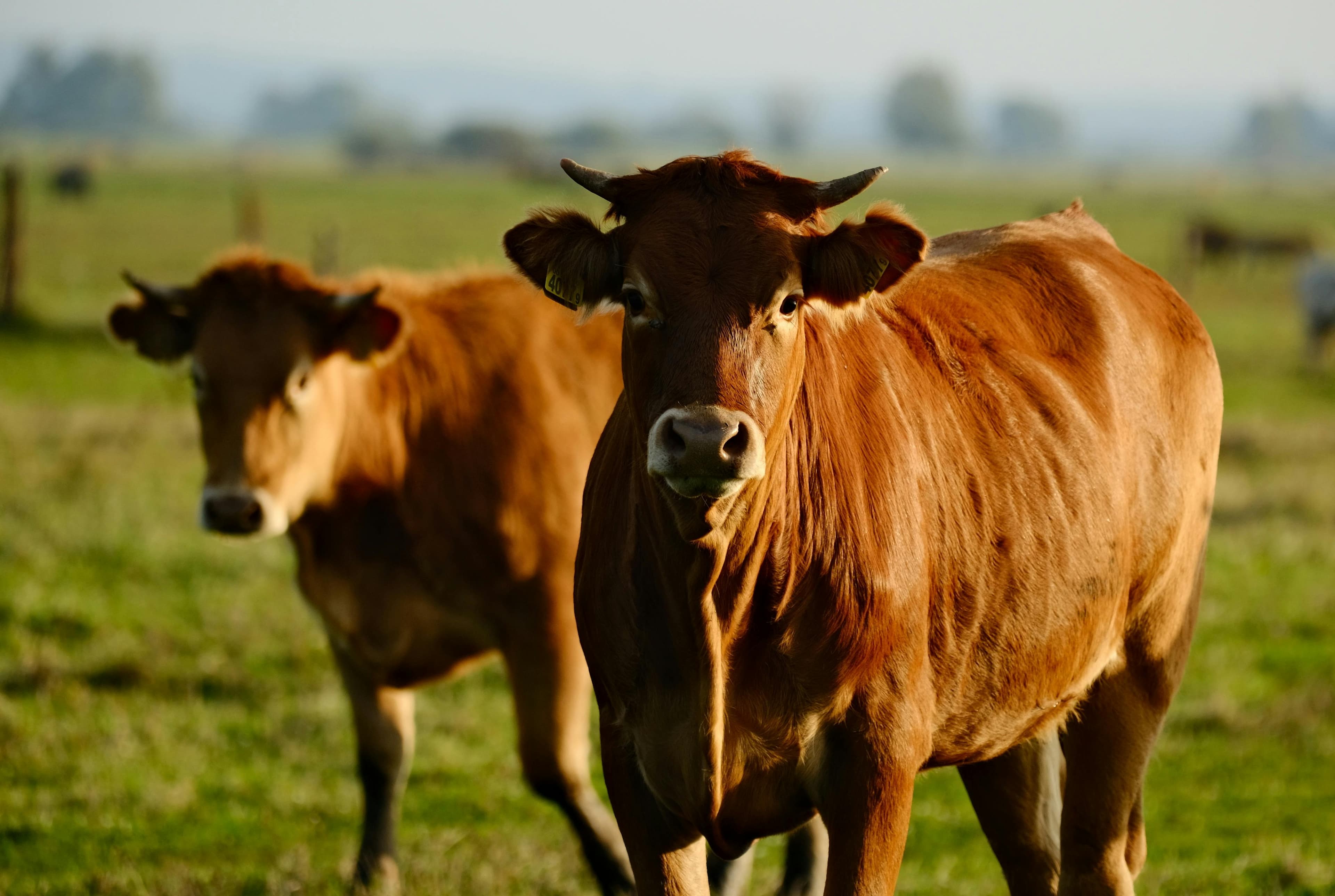 Cattle herd at Khatleng Farms, Free State veld, morning