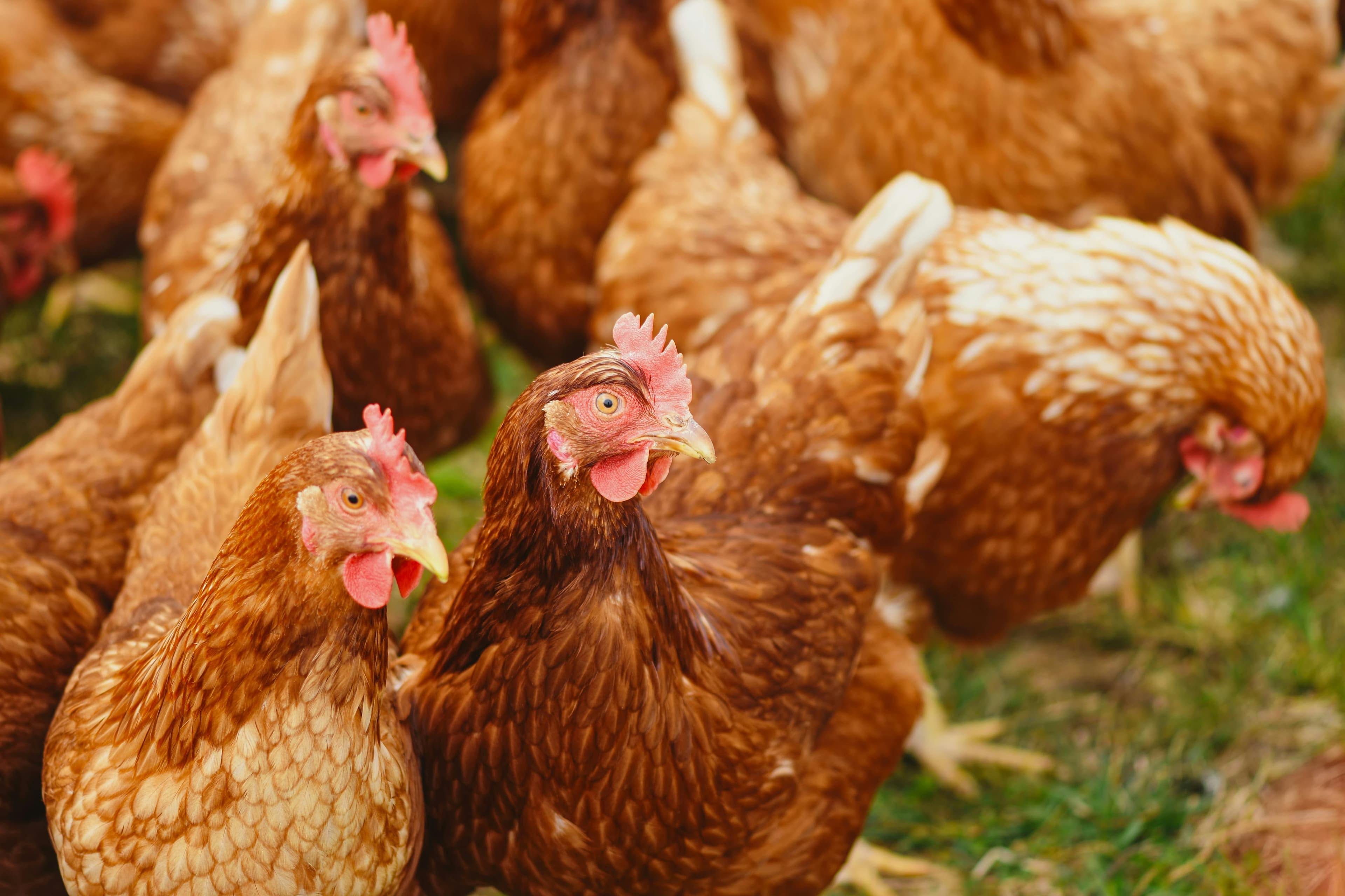 Free range hens on the farm, natural light
