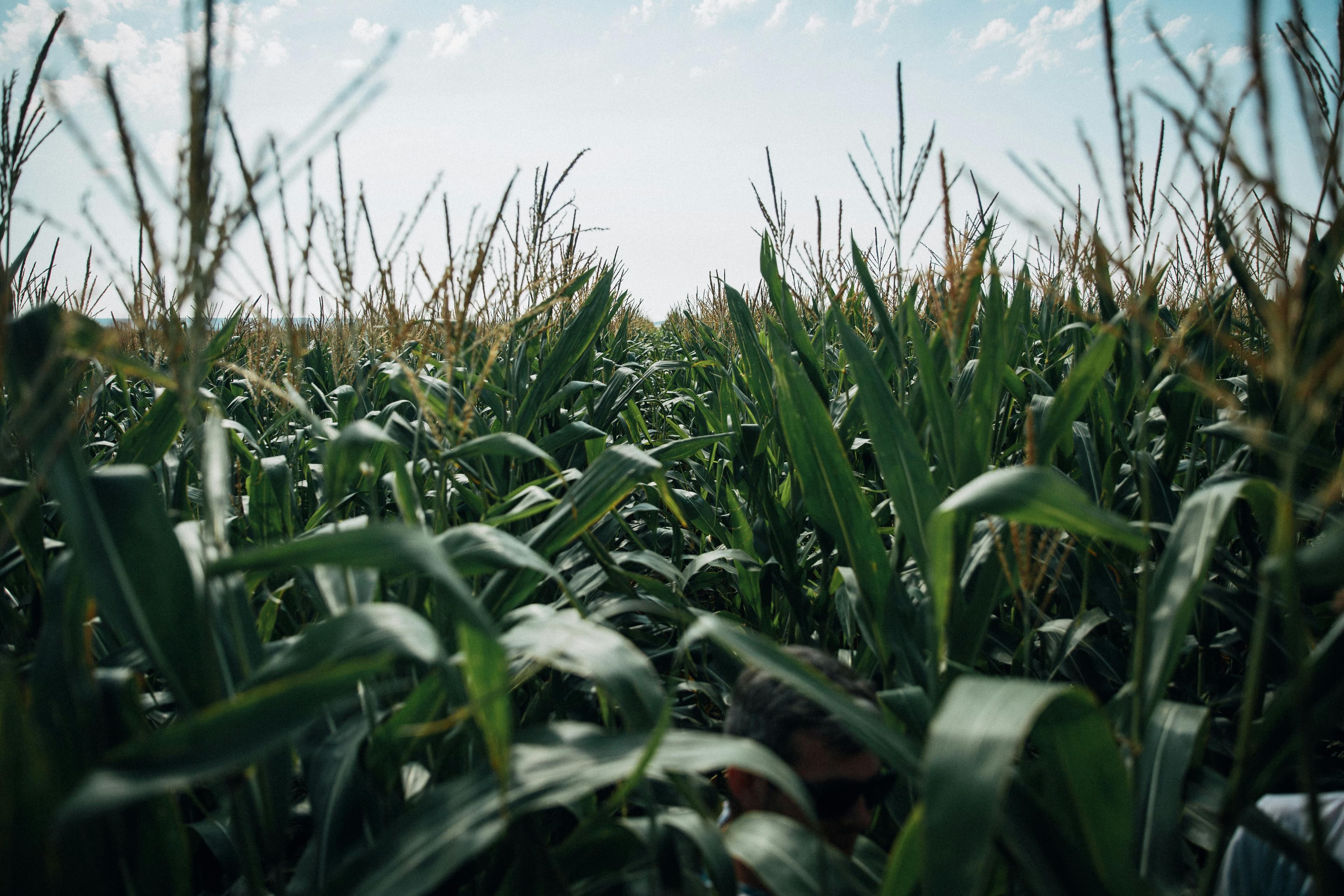 Grain fields, Free State, wide angle