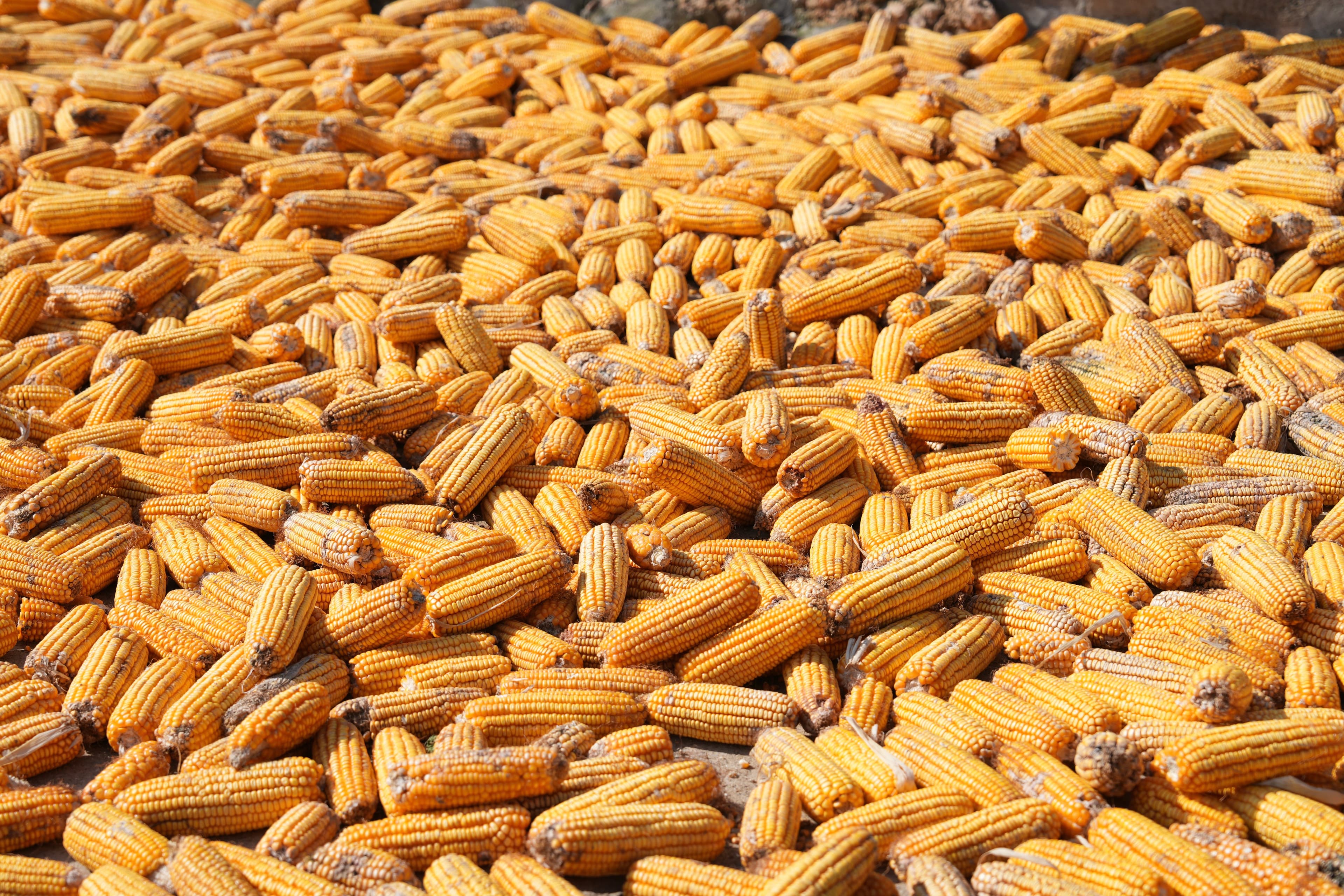 Maize fields at Khatleng Farms, Bethlehem Free State