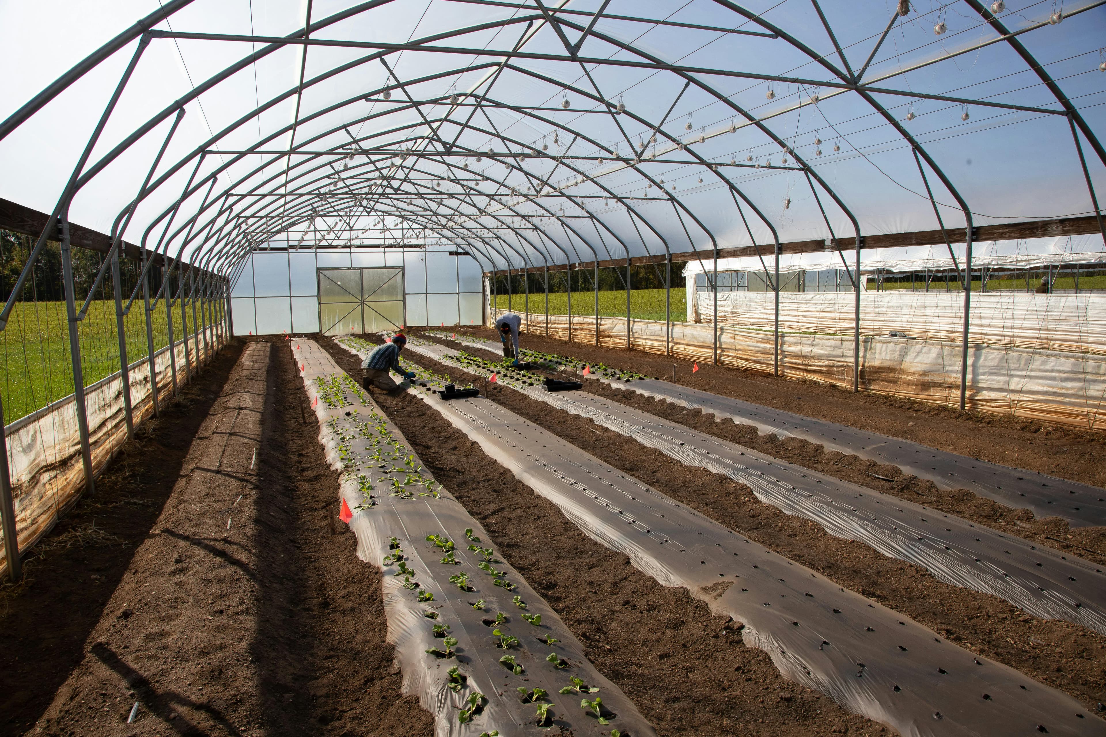 Tunnel installation at Khatleng Farms