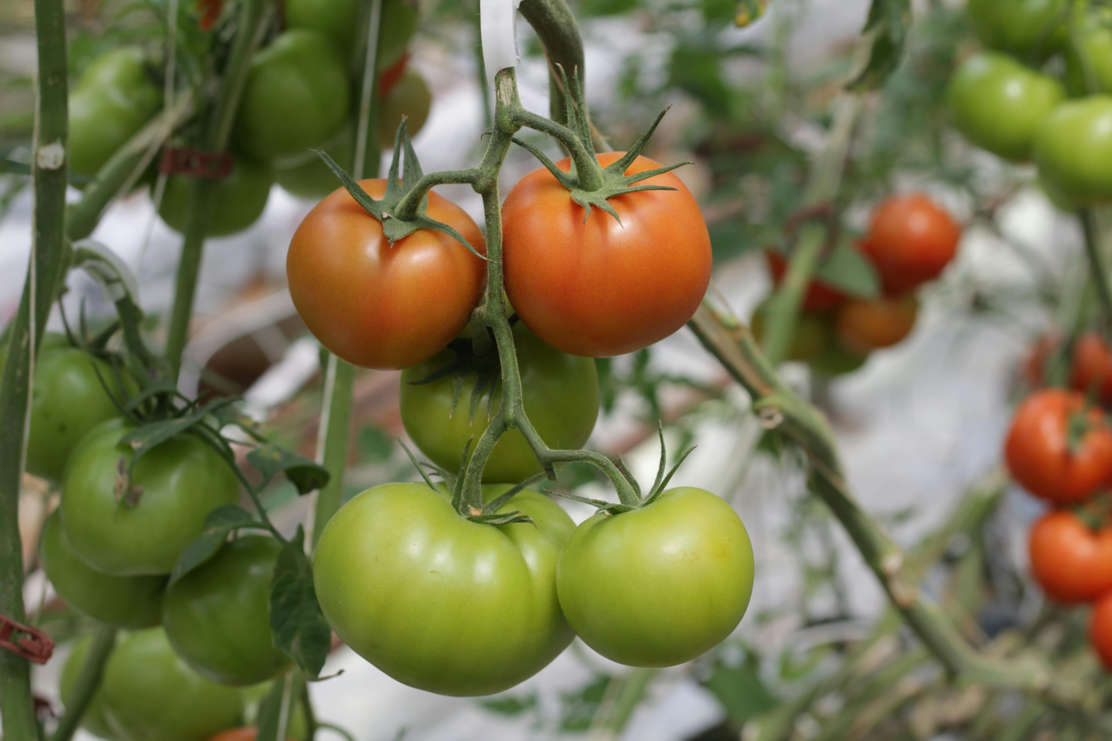 Tunnel interior with tomatoes growing